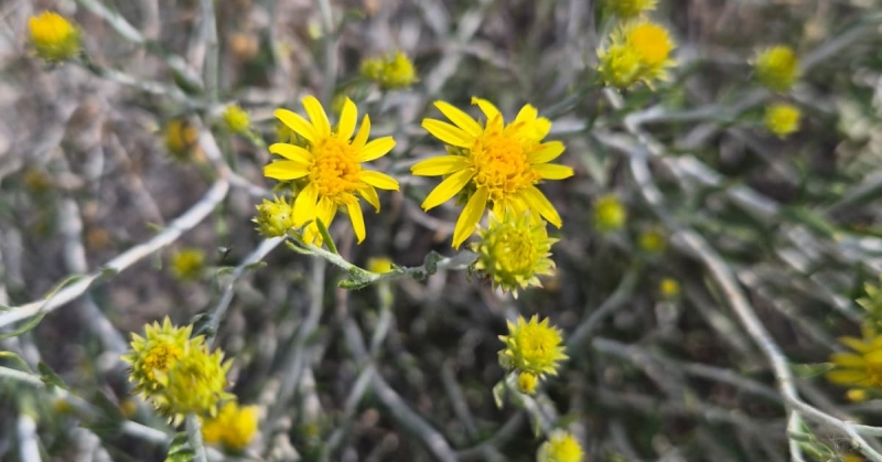 زهرة العرفج... رمز للصمود والثبات في وجه العدوان