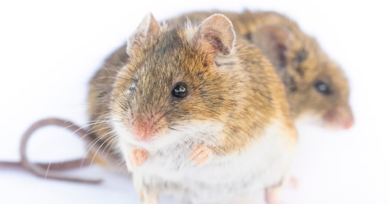 تكرار استنساخ فئران تجارب 58 جيلاً... كشف عن كارثة 