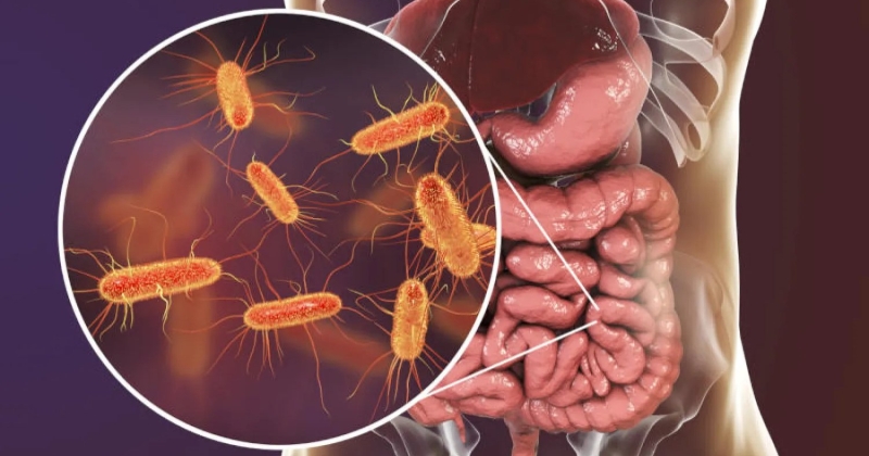 دراسة تكشف ارتباطاً بين بكتيريا الأمعاء وقوة العضلات 