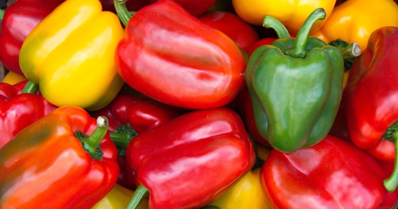 منافسة بين ألوان الفلفل الحلو... أيها أكثر فائدة غذائياً؟ 