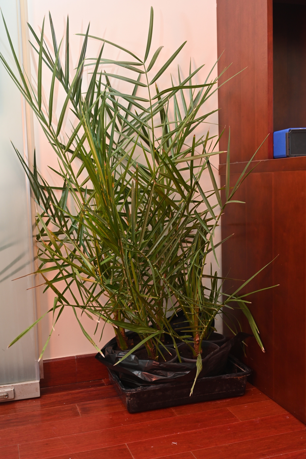 زراعة النخيل 