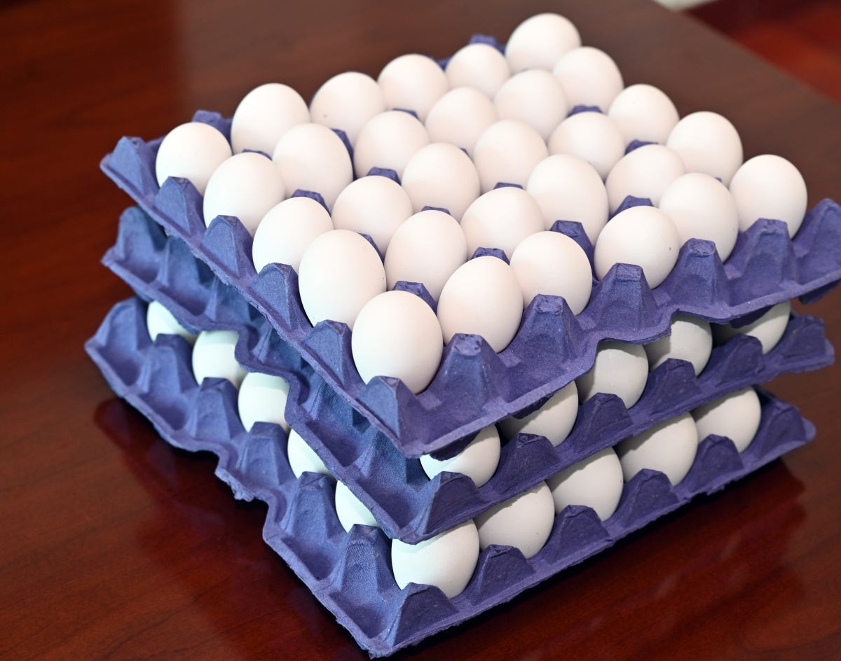 بيض من إنتاج معهد الأبحاث      (تصوير أسعد عبدالله)