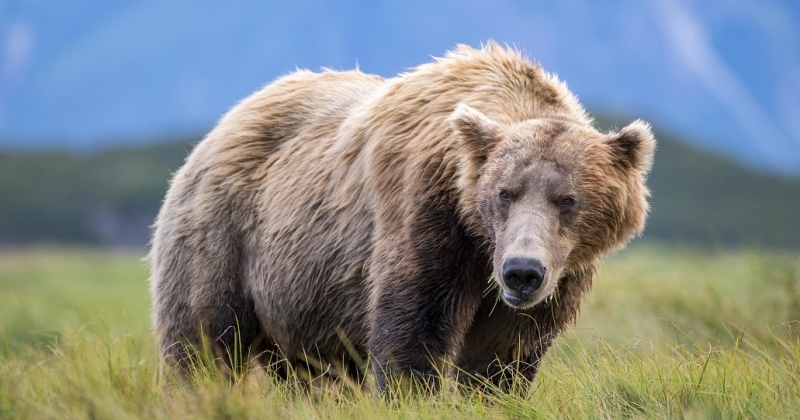 دب يهاجم جنديين أميركيين خلال تدريب عسكري في ألاسكا