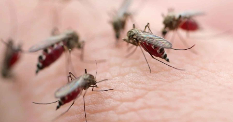 لماذا ينجذب البعوض لبعض الأشخاص؟