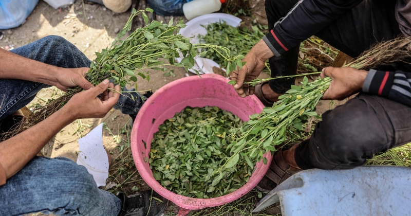 الغزيون يدخنون الملوخية بدلاً من التبغ 