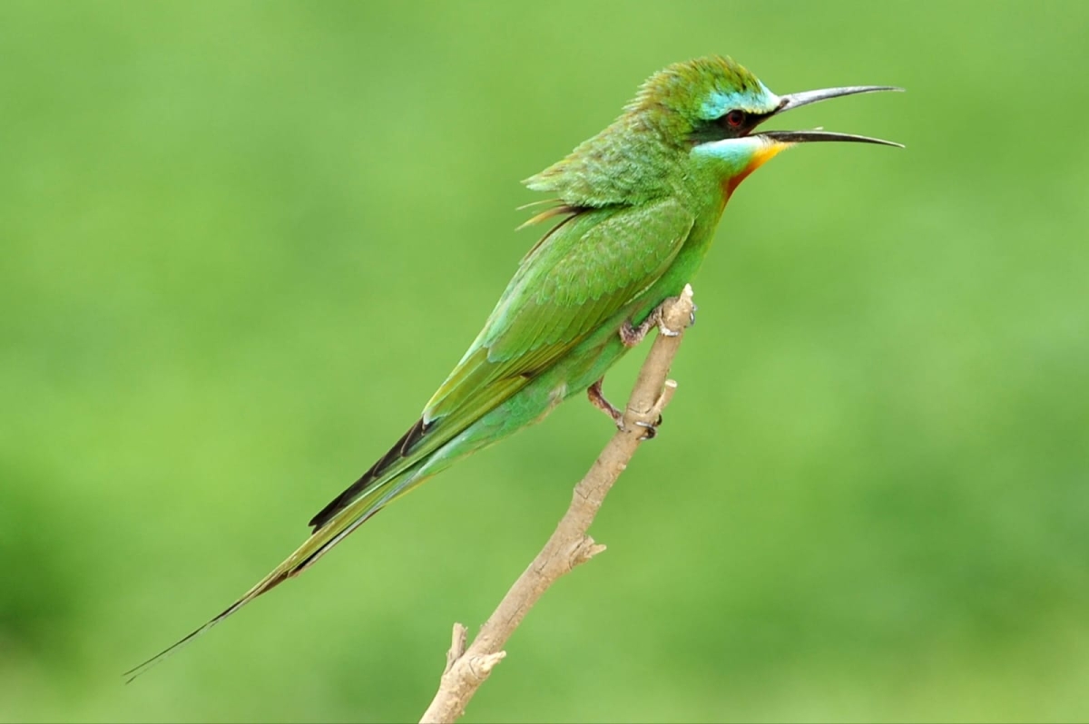 خضيري شياني (عدسة: سميرة الخليفة)