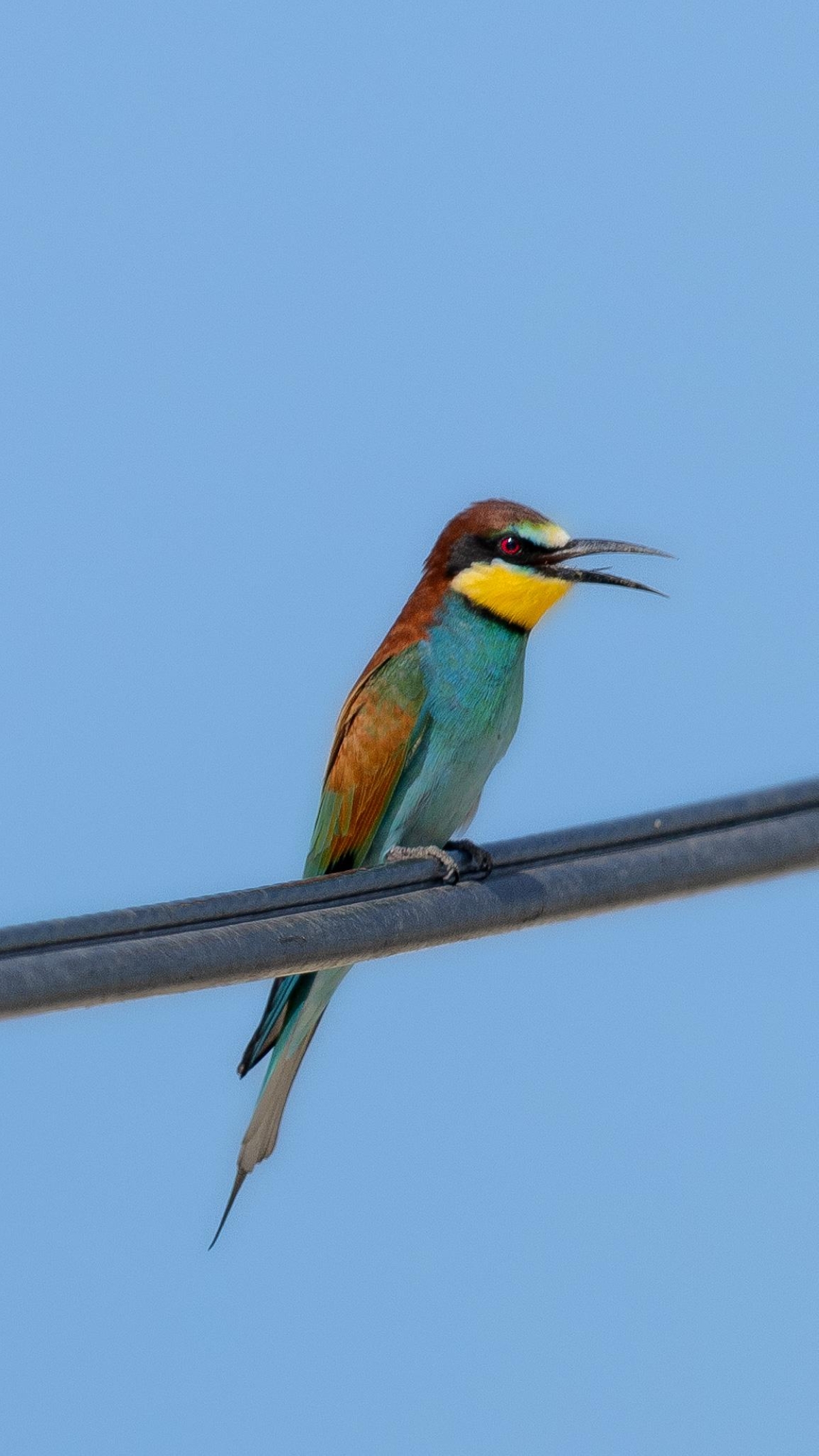 خضيري زياني (عدسة: قاسم الباوي)