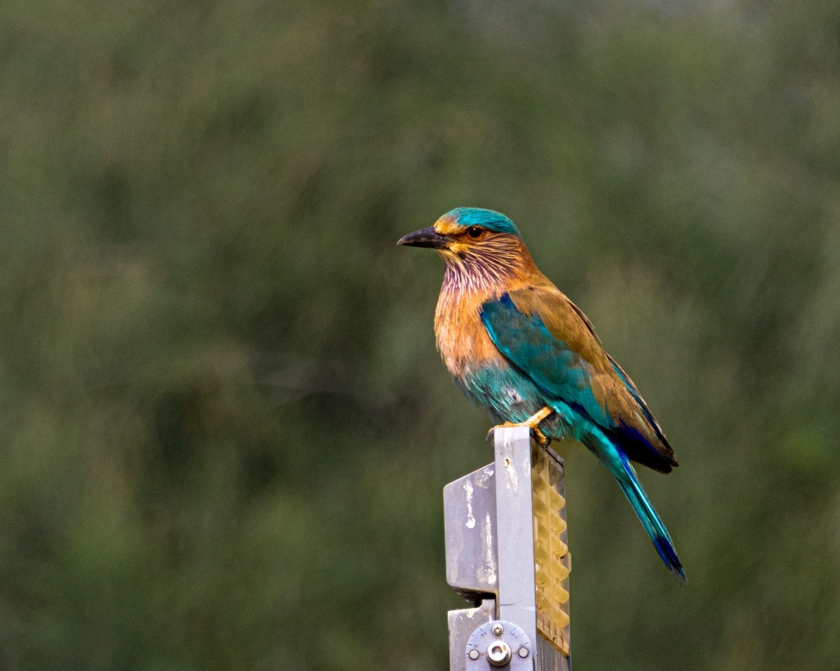 شقراق هندي (عدسة: محمد الكندري)