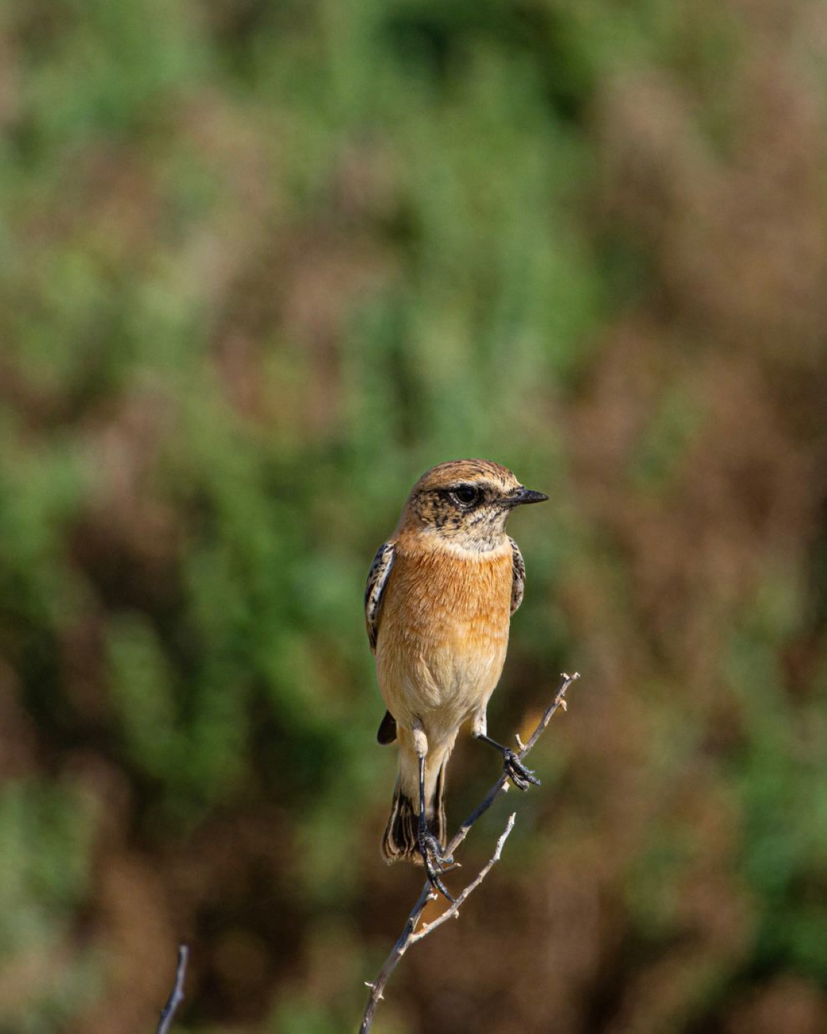 بريقش (عدسة: محمد الكندري)