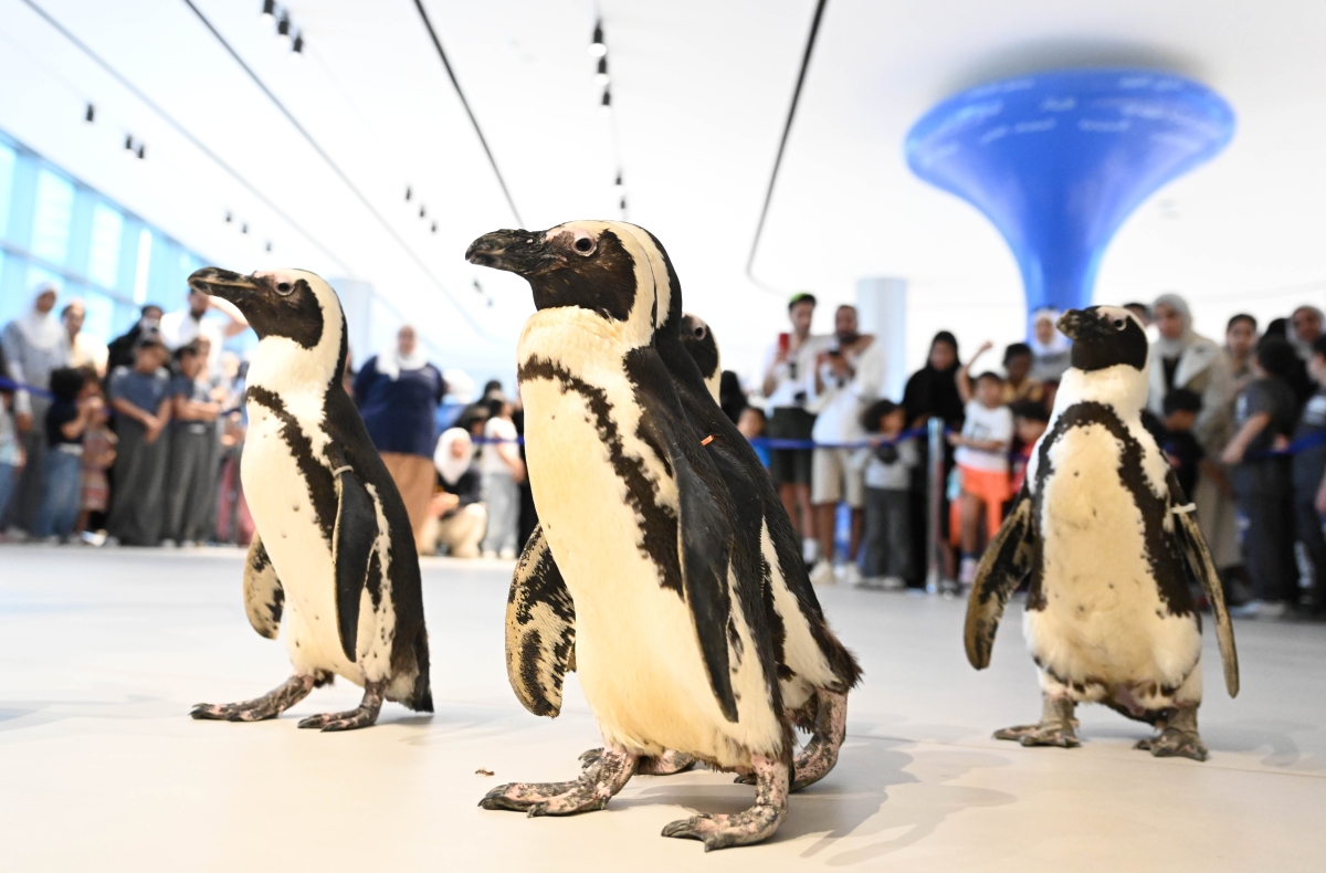 البطاريق تقدم «الشو» (تصوير أسعد عبدالله)