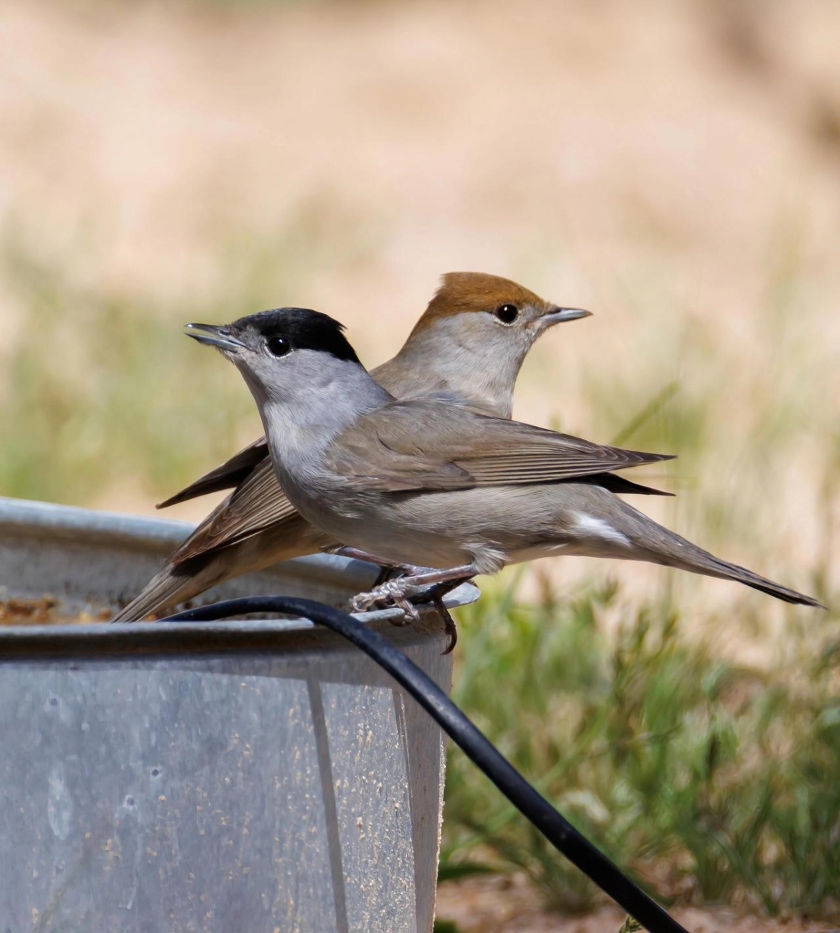 حميرة وسويدة رأس (عدسة: محمد الحضينة)