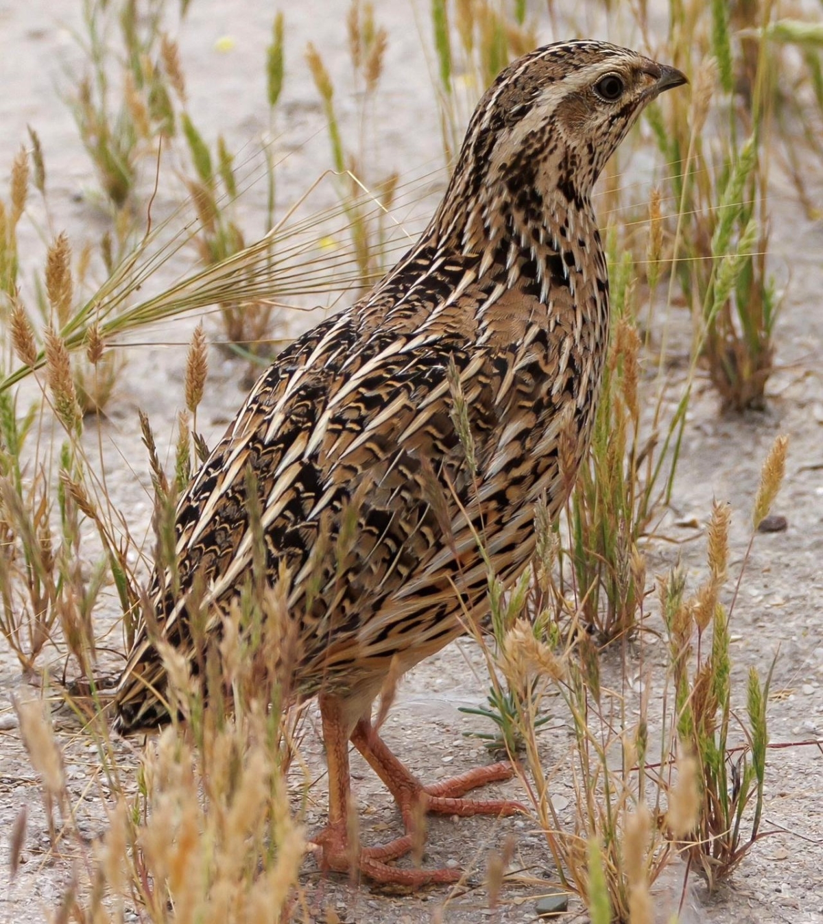  فري (عدسة: محمد الحضينة) 