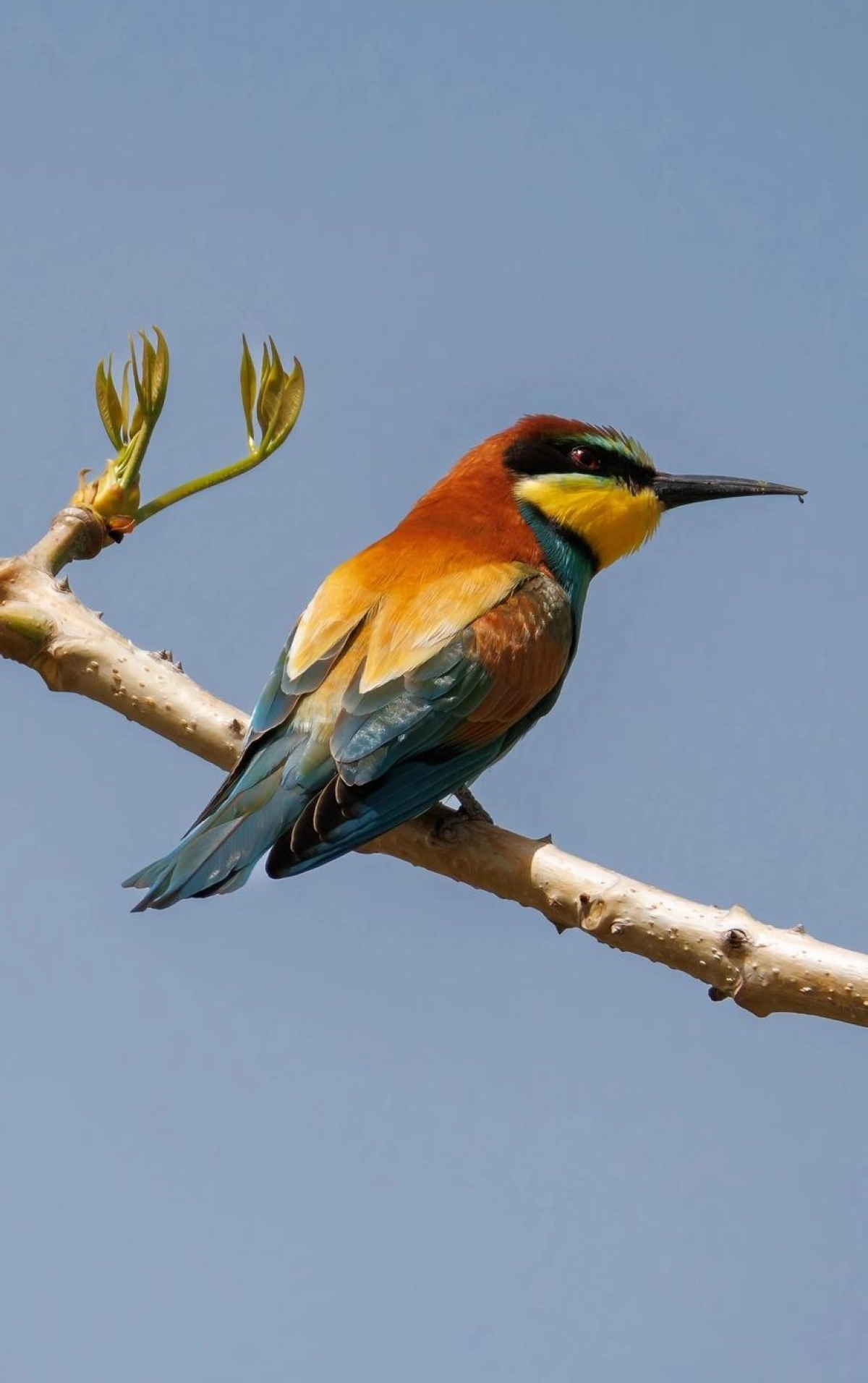 خضيري زياني (عدسة: محمد الحضينة) 