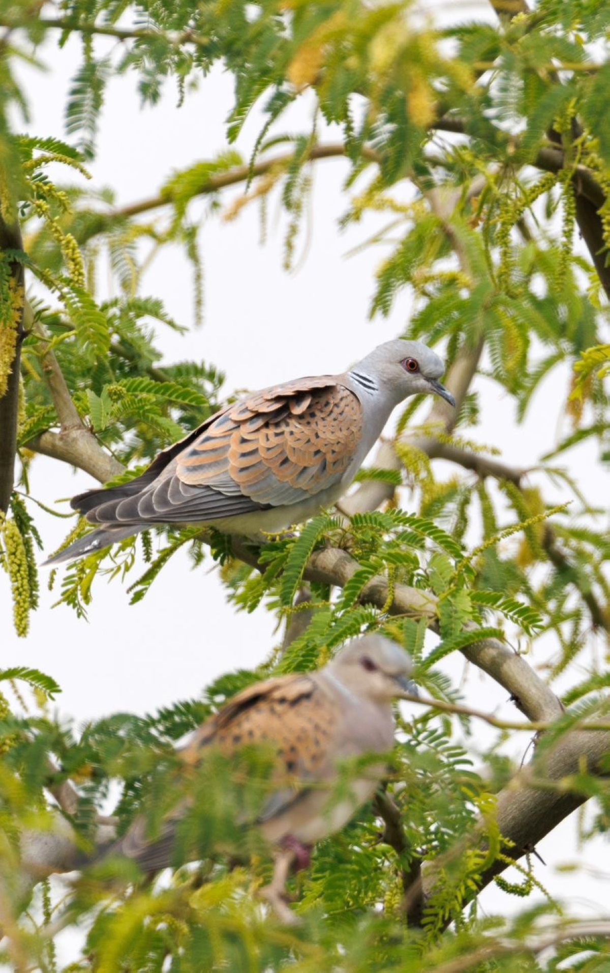 حمام بر قمري (عدسة: محمد الحضينة) 