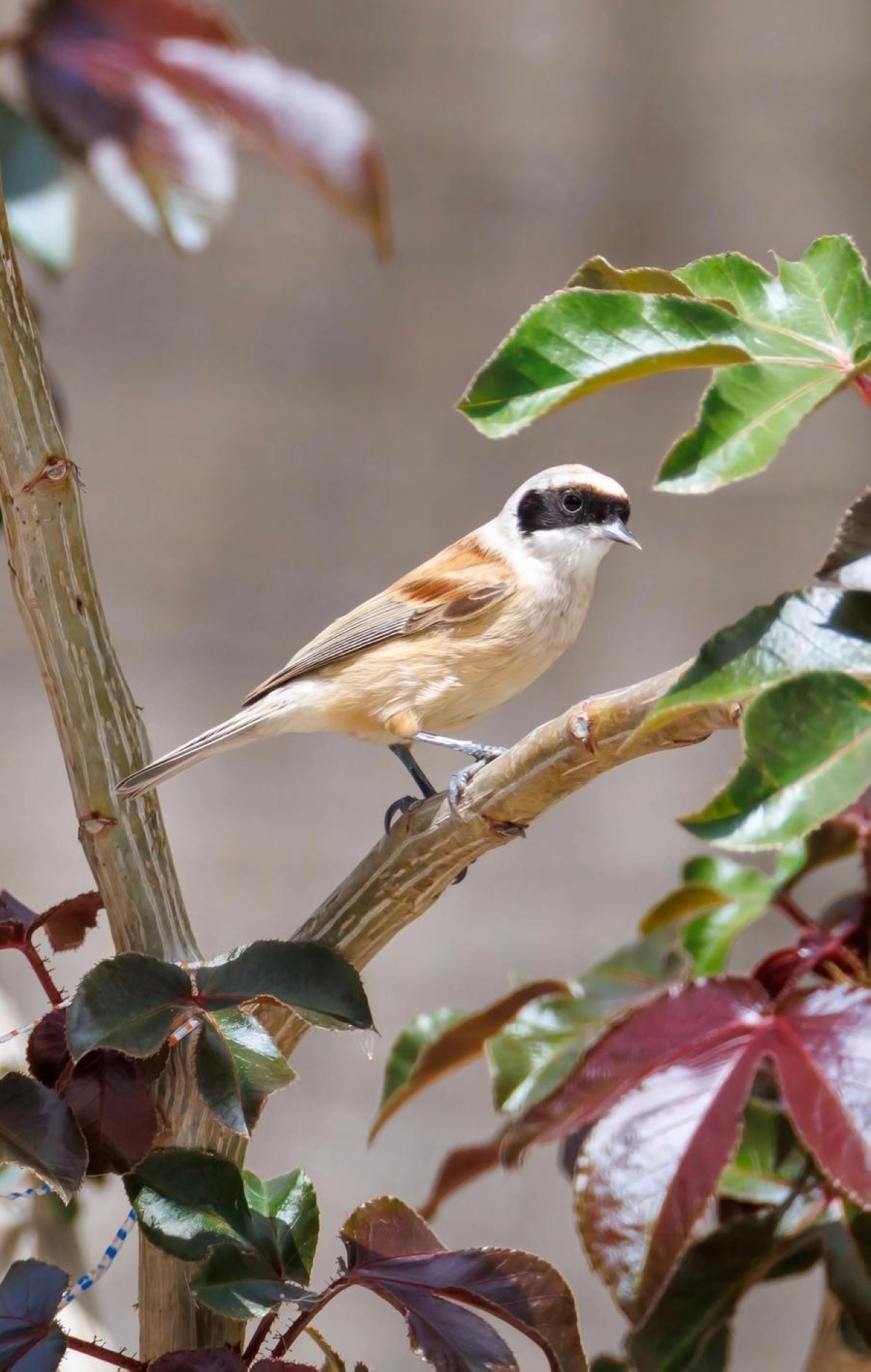  قرقف البندول المقنع (عدسة: محمد الحضينة) 