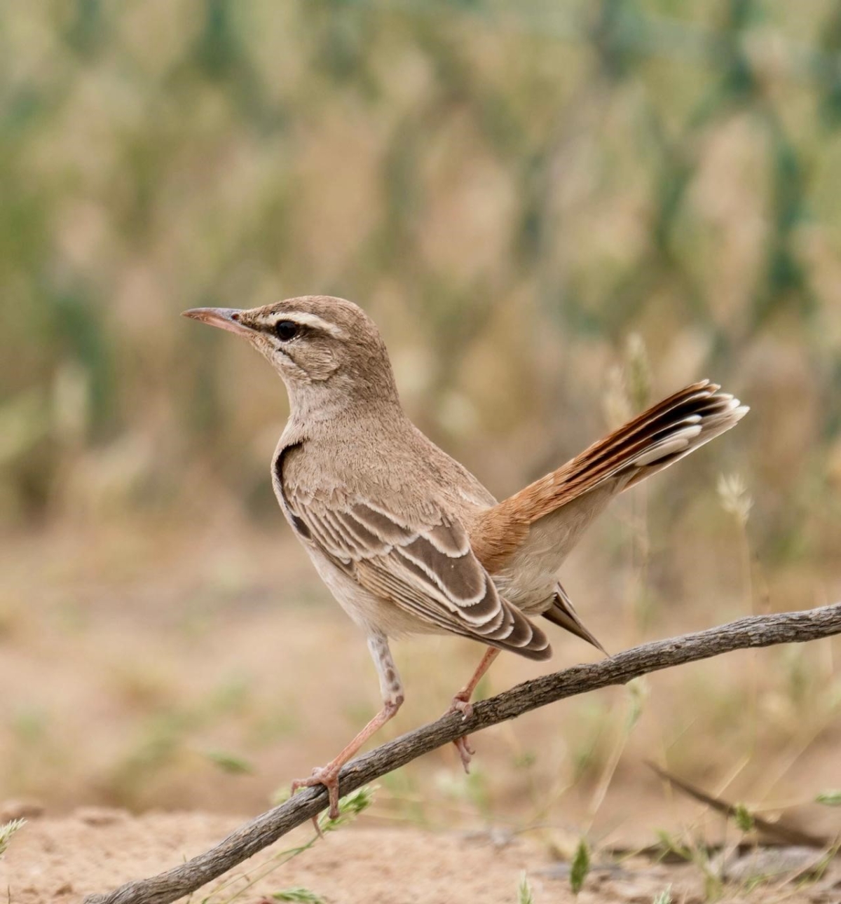 شولة (عدسة: عذاري بوحمد) 