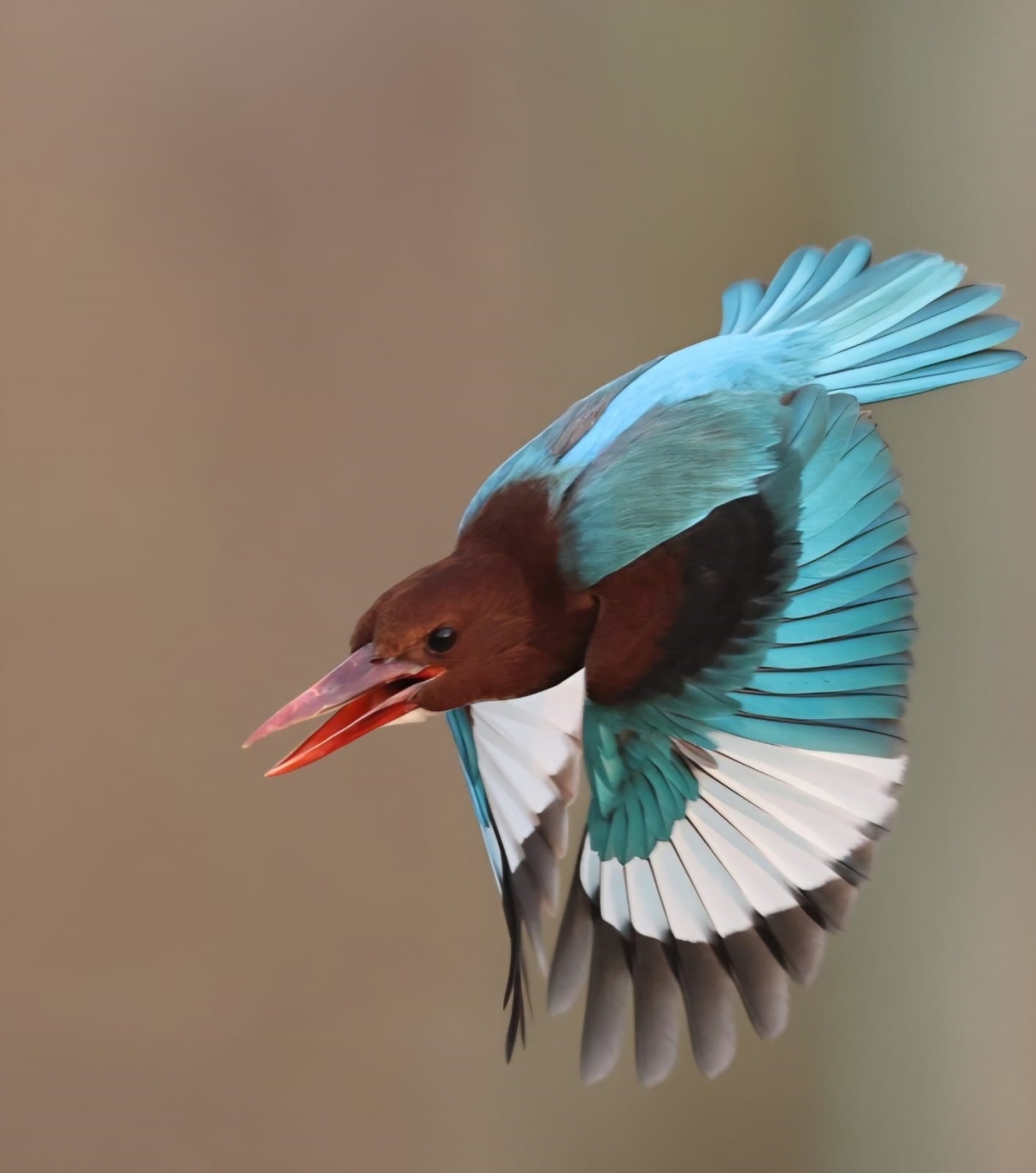 رفراف أبيض الصدر (عدسة: د. فاطمة دشتي) 