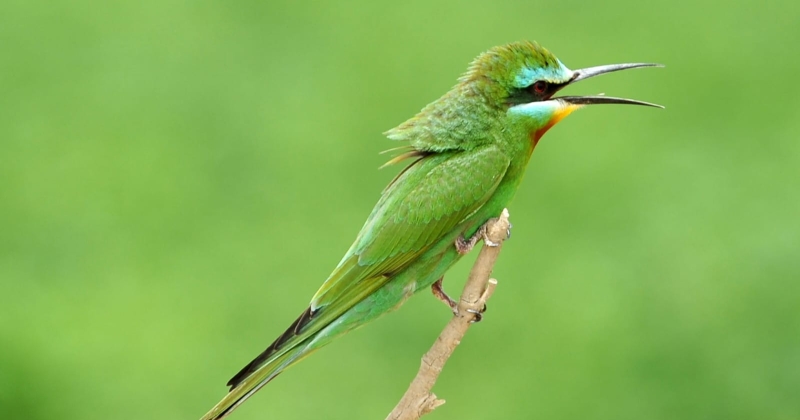 الطيور تهاجر شمالاً... وموعدنا خريفاً