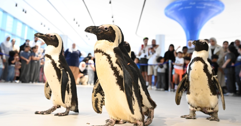 «عائلة بطاريق المركز العلمي»... تقدم «وصلتها» مشياً مع الزوار