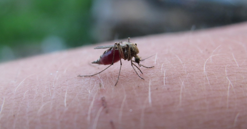 هل تترك الملاريا آثاراً دائمة على أدمغة الأطفال؟