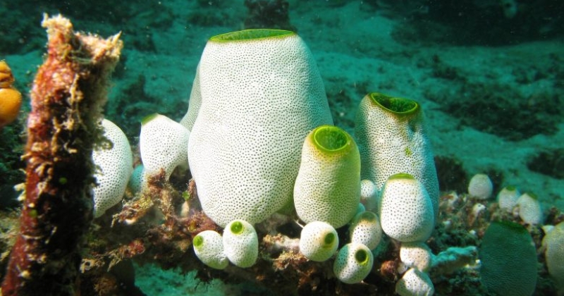 «قنافذ البحر المجوفة»... تُكافح أعراض شيخوختك