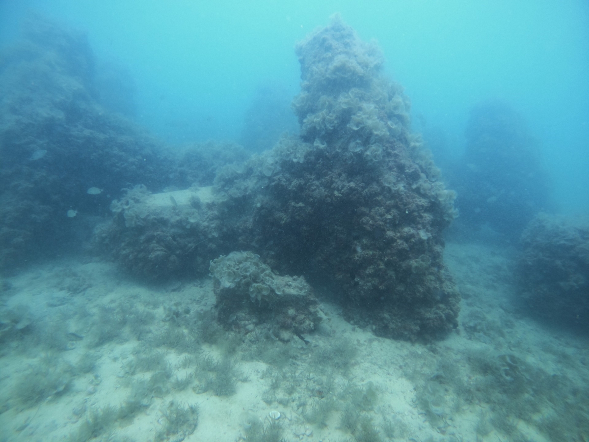 ازدهار المرجان