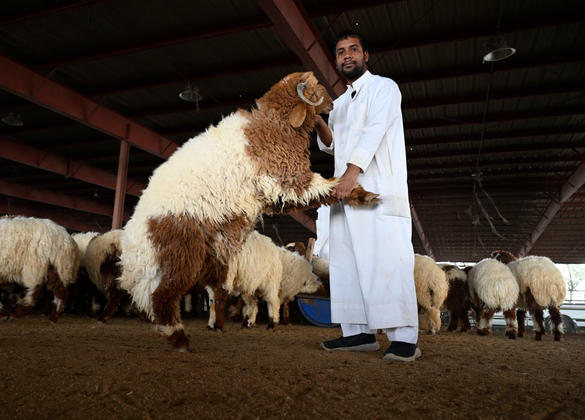 النعيمي المحلي... الأغلى في السوق (تصوير سعود سالم)