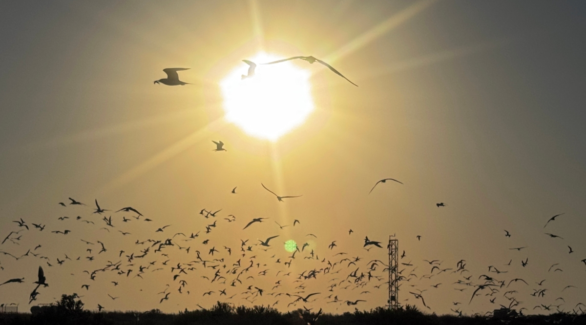 طيور الخرشنة تغرد في أجواء جزيرة كبر (تصوير أسعد عبدالله)