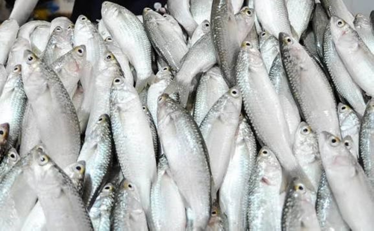 الشيم المُستزرع... هل سيكون بديلاً ناجحاً للميد؟
